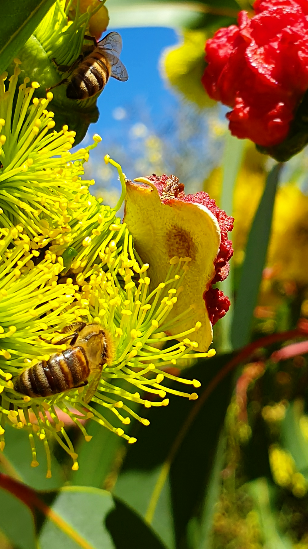 Beautiful Australian Native Tree at a Water Treatment Plant with European Honey Bees