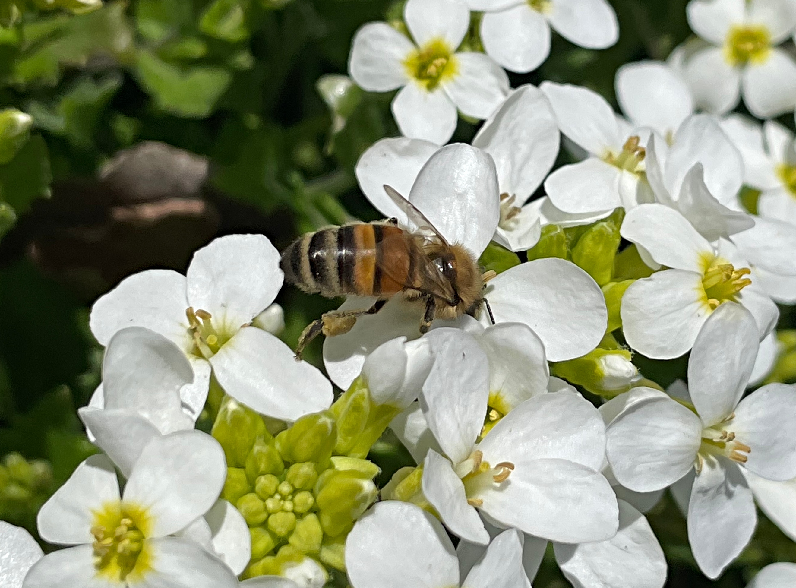 https://images.hive.blog/DQmT4eocsYEP12gsiKGFfiAQ3jorkBcXPHp6Rqcv952SRwF/hivegarden-mulch-spring-flowers-3.jpg