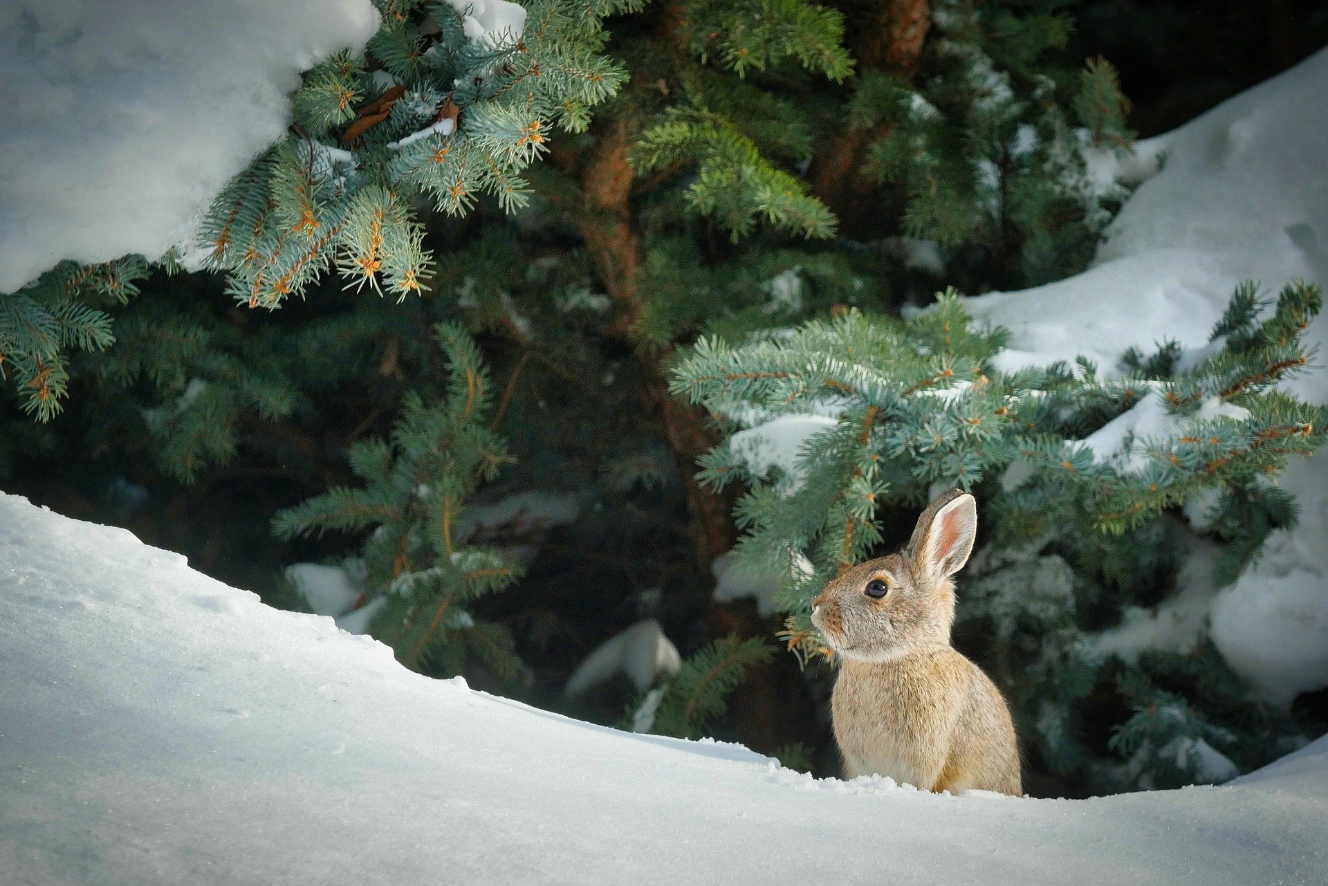 bunny-7847028_1920.jpg