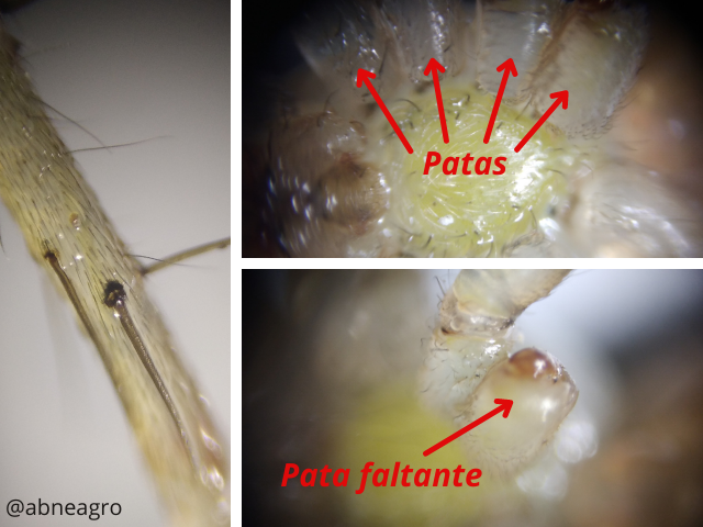 Hemiptera(7).png
