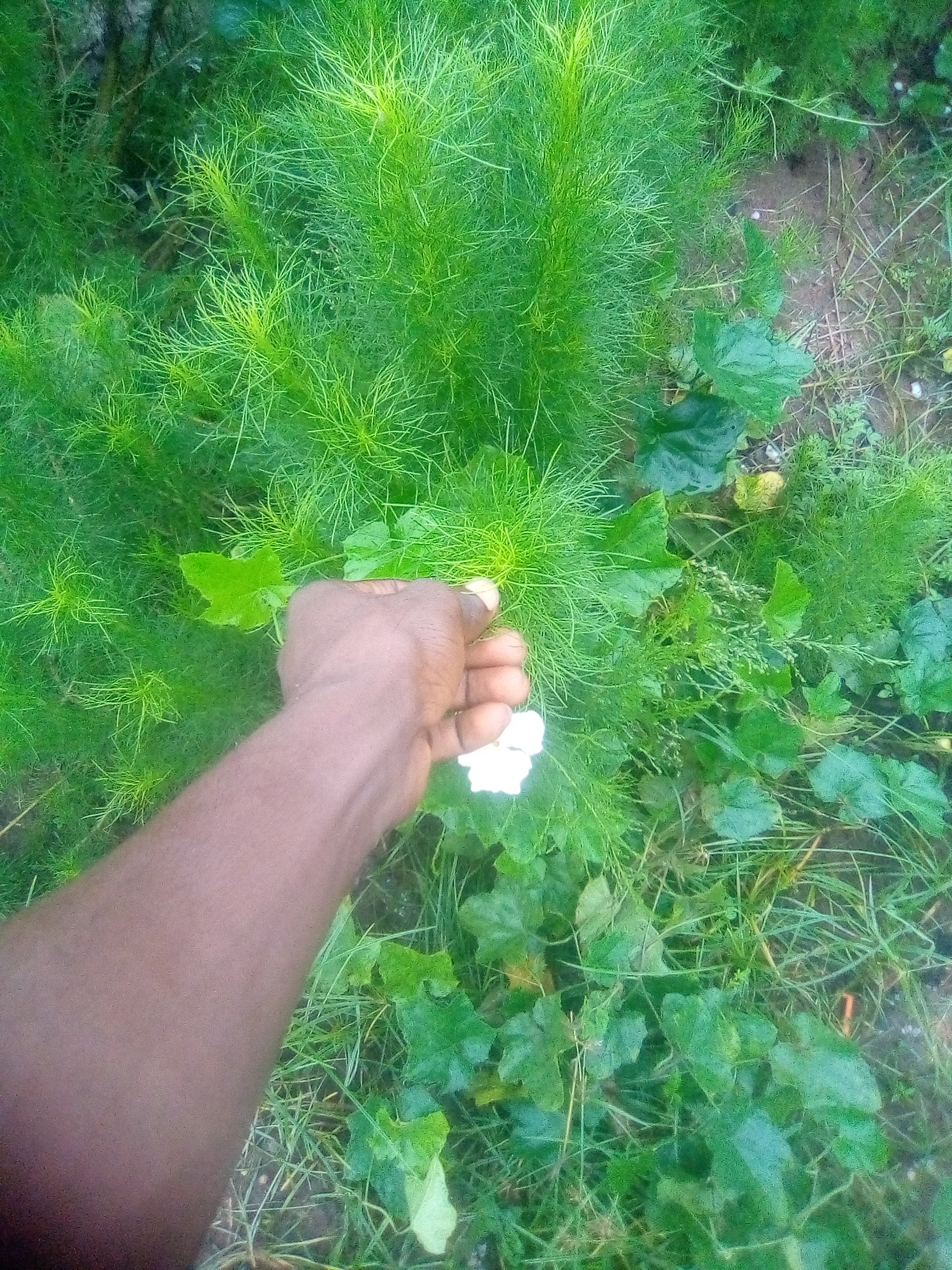 IMG_20250626_065150_0.jpg