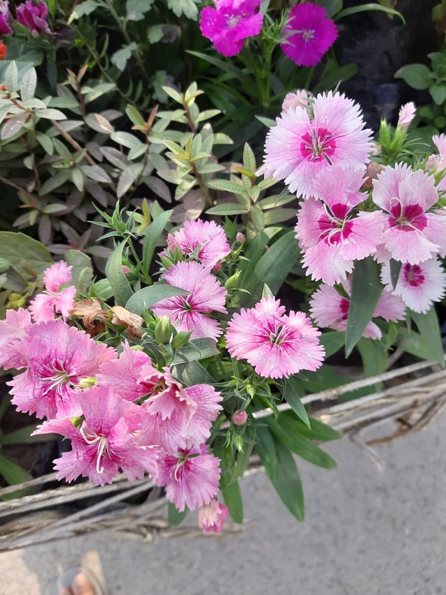 China pink flower plant 1.jpg
