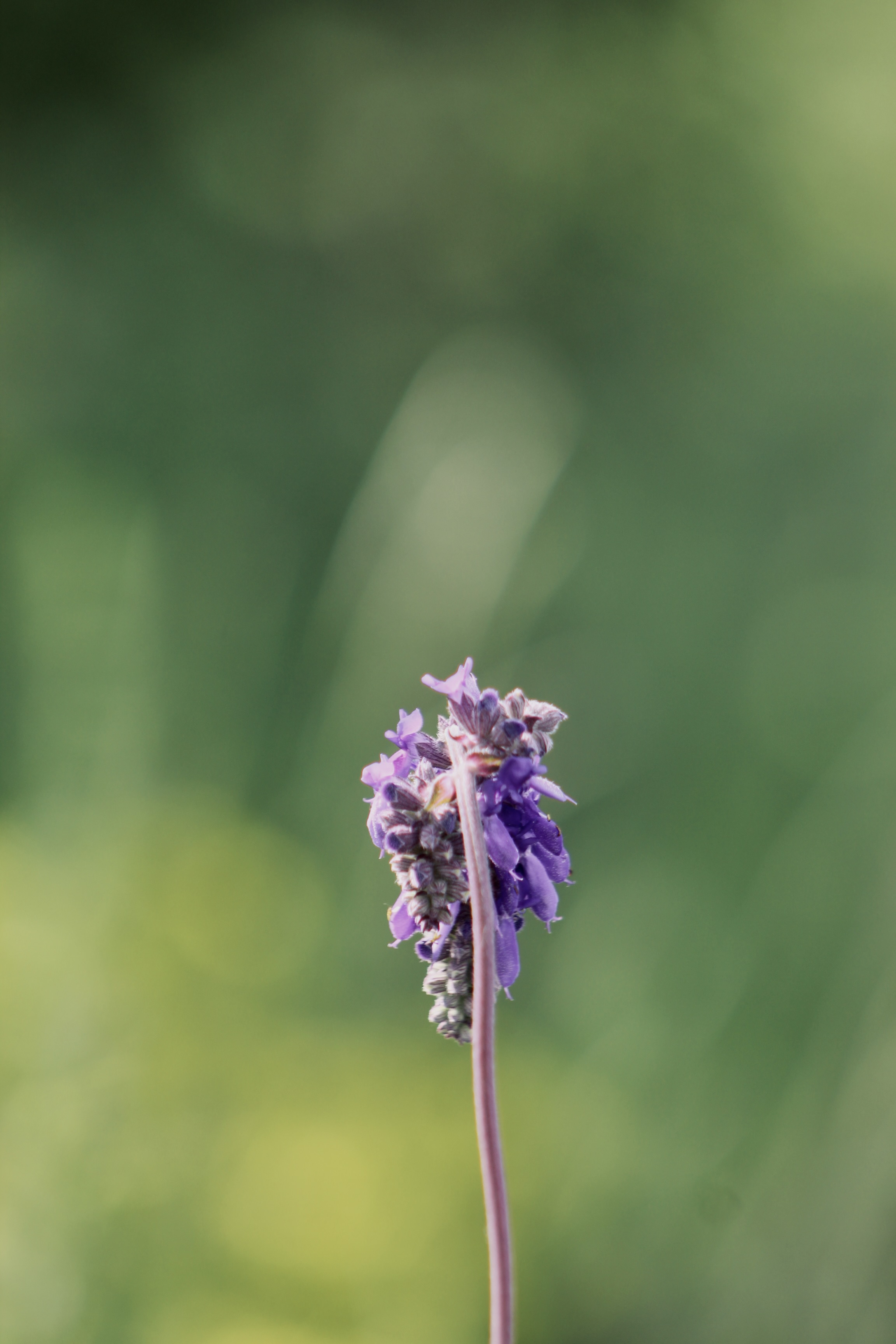 IMG_2970.jpeg