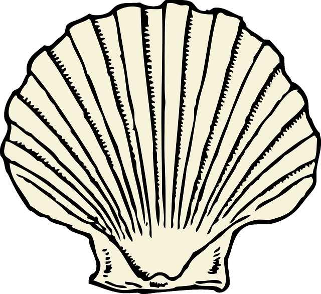 scallop-g29abe54e6_640.jpg