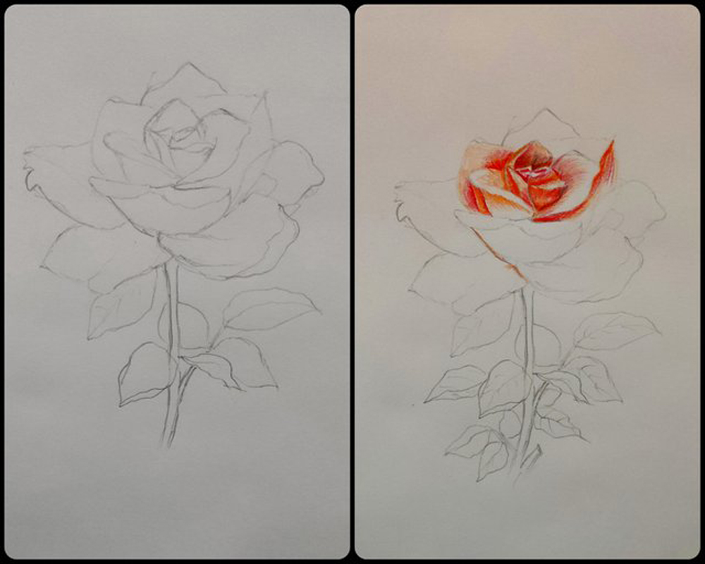 Rose Drawing: How To Draw a ROSE with Colour Pencils | Step-By-Step  Tutorial - YouTube