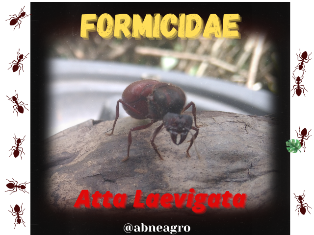 Formicidae(1).png