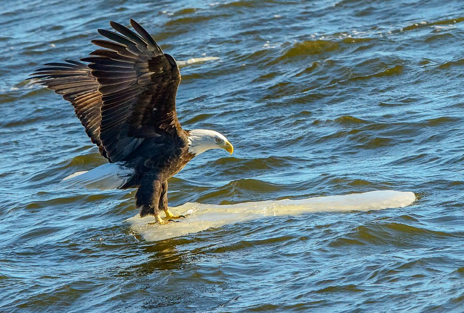 Screenshot_2020-11-19 Eagles like to surf sure they do .png