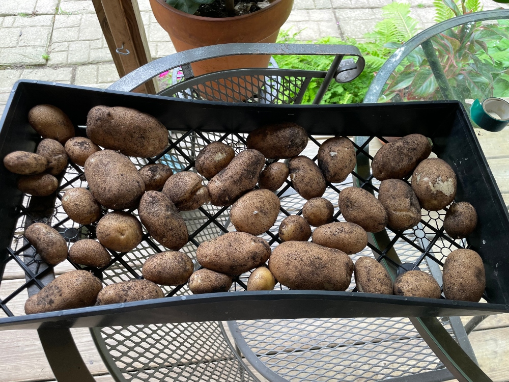 https://images.hive.blog/DQmT7X22A2haPVcD6htE1ixieqQrr92LU3371sDcg6jvzvM/hive-garden-potato-harvest-3.jpg