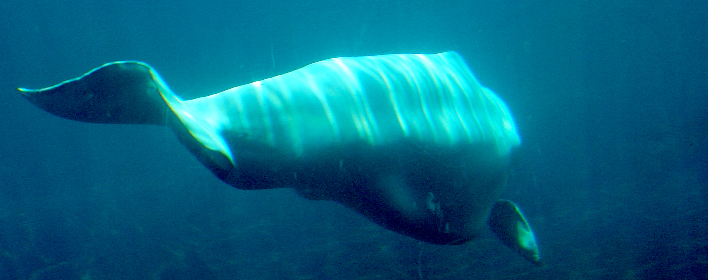 beluga-whales-3-1507571.jpg