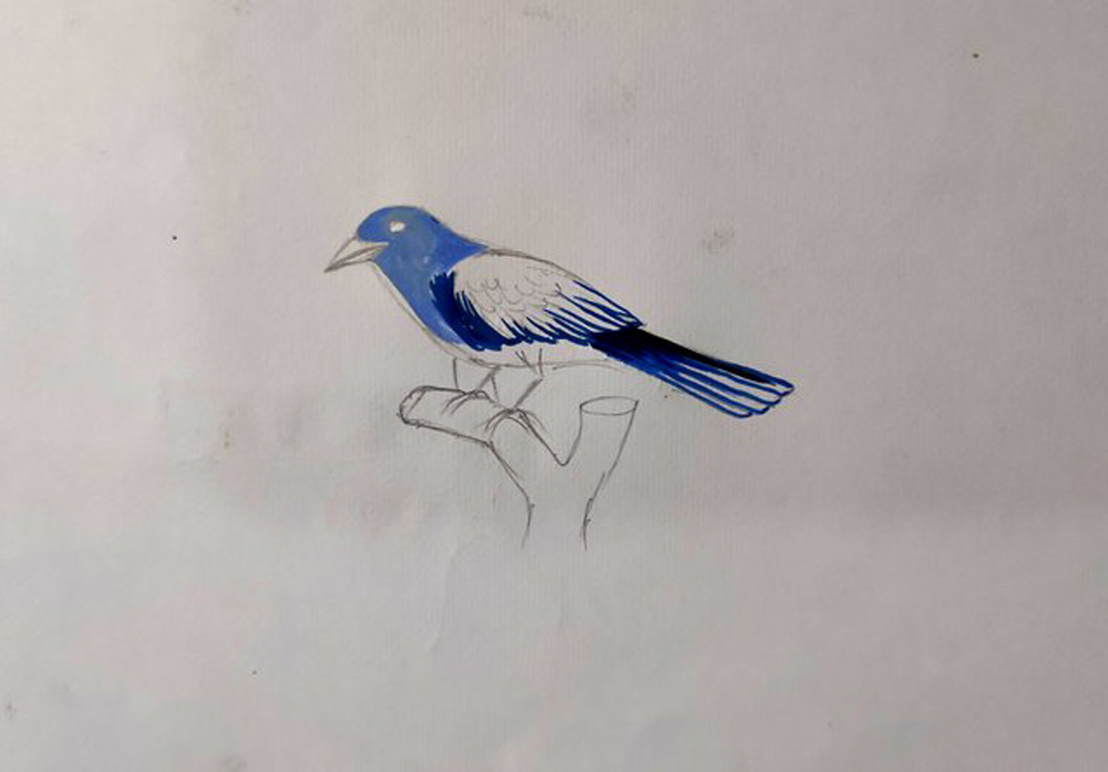 How to Draw a Bird | SketchBookNation.com