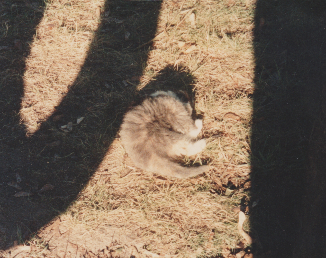 1991 - Gray Cat.jpg