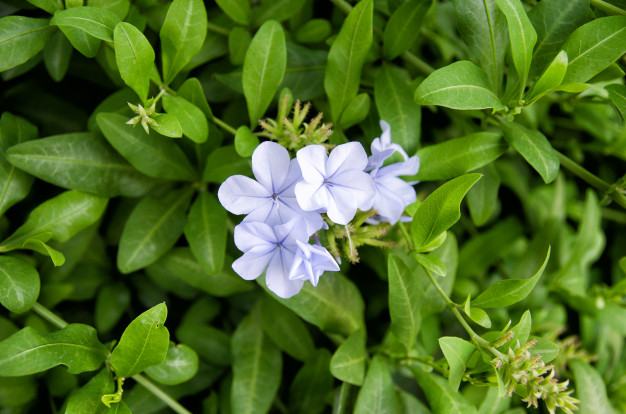 flor-morada-vinca-major-tambien-conocido-como-bigaro-hoja-grande-bigaro-grande-bigaro-mayor-azul_181242-238.jpg