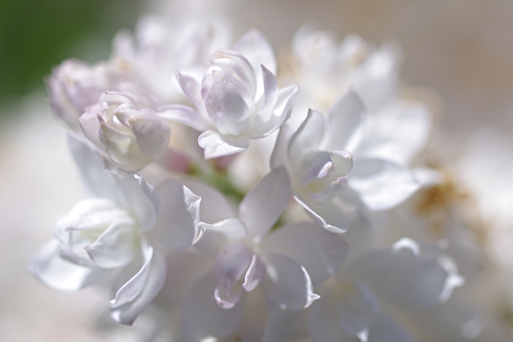 flowers-white-lilac.jpg