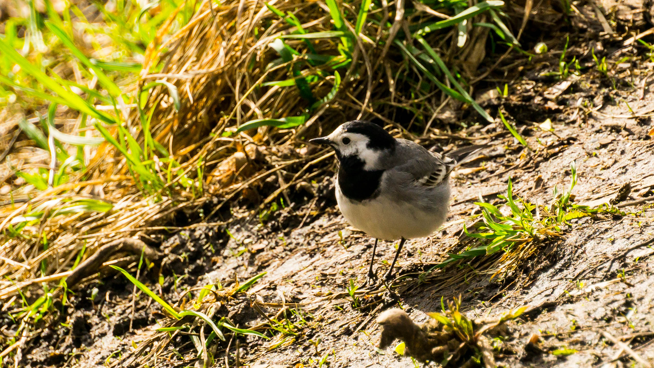 DSC08513-4.jpg