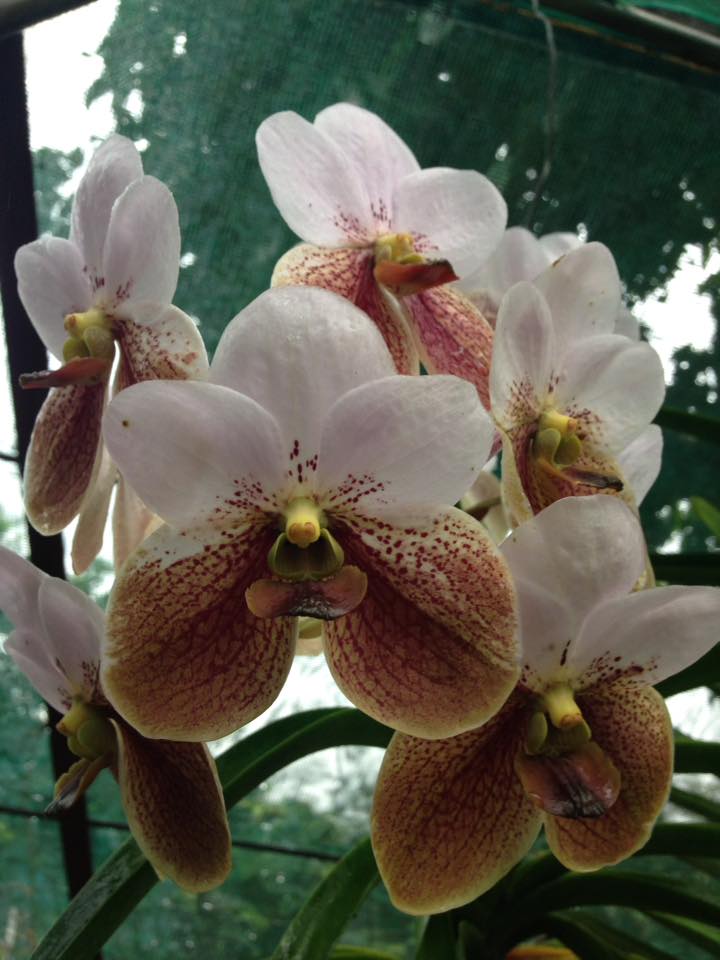Orchids Waling-waling White with Spotted Brown - Niel Maceda.jpg