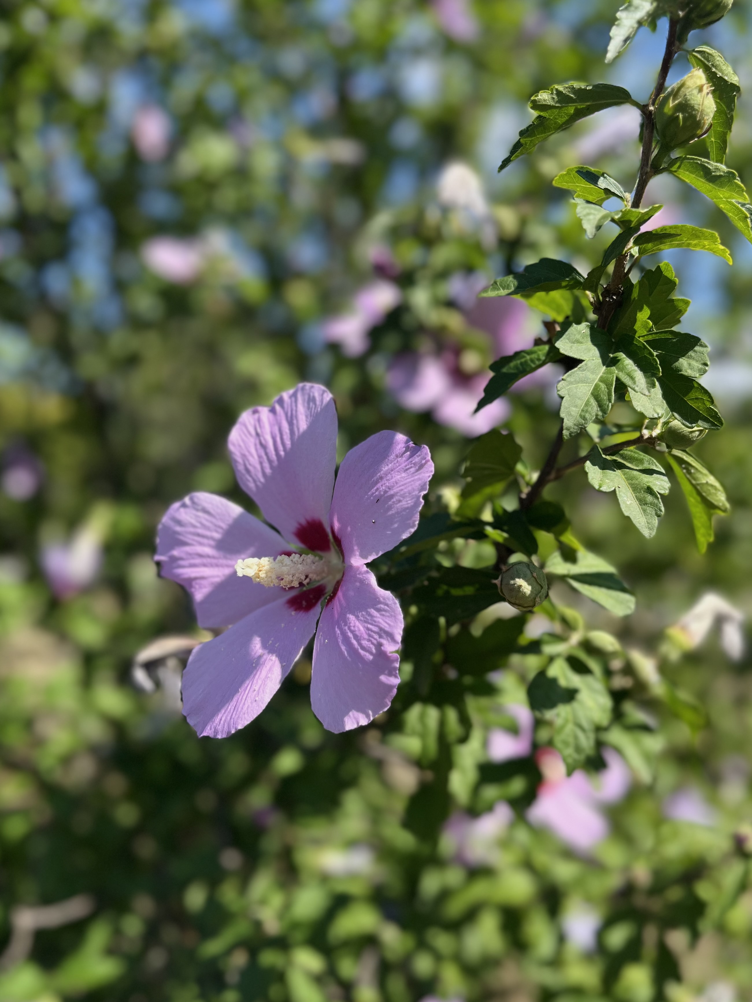 IMG_5426.jpeg