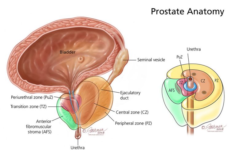 prostate-768x512.jpg