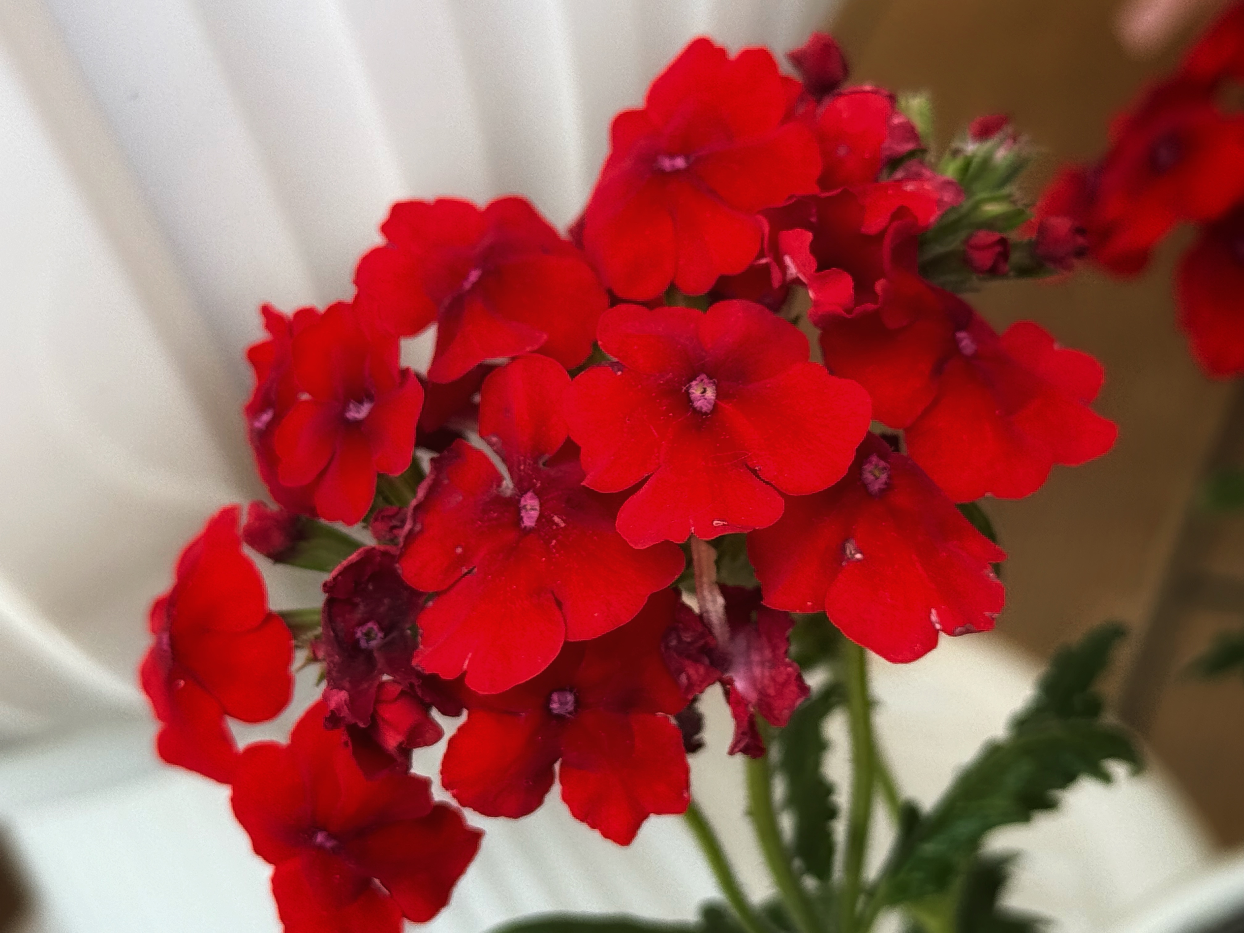 IMG_2728.jpeg