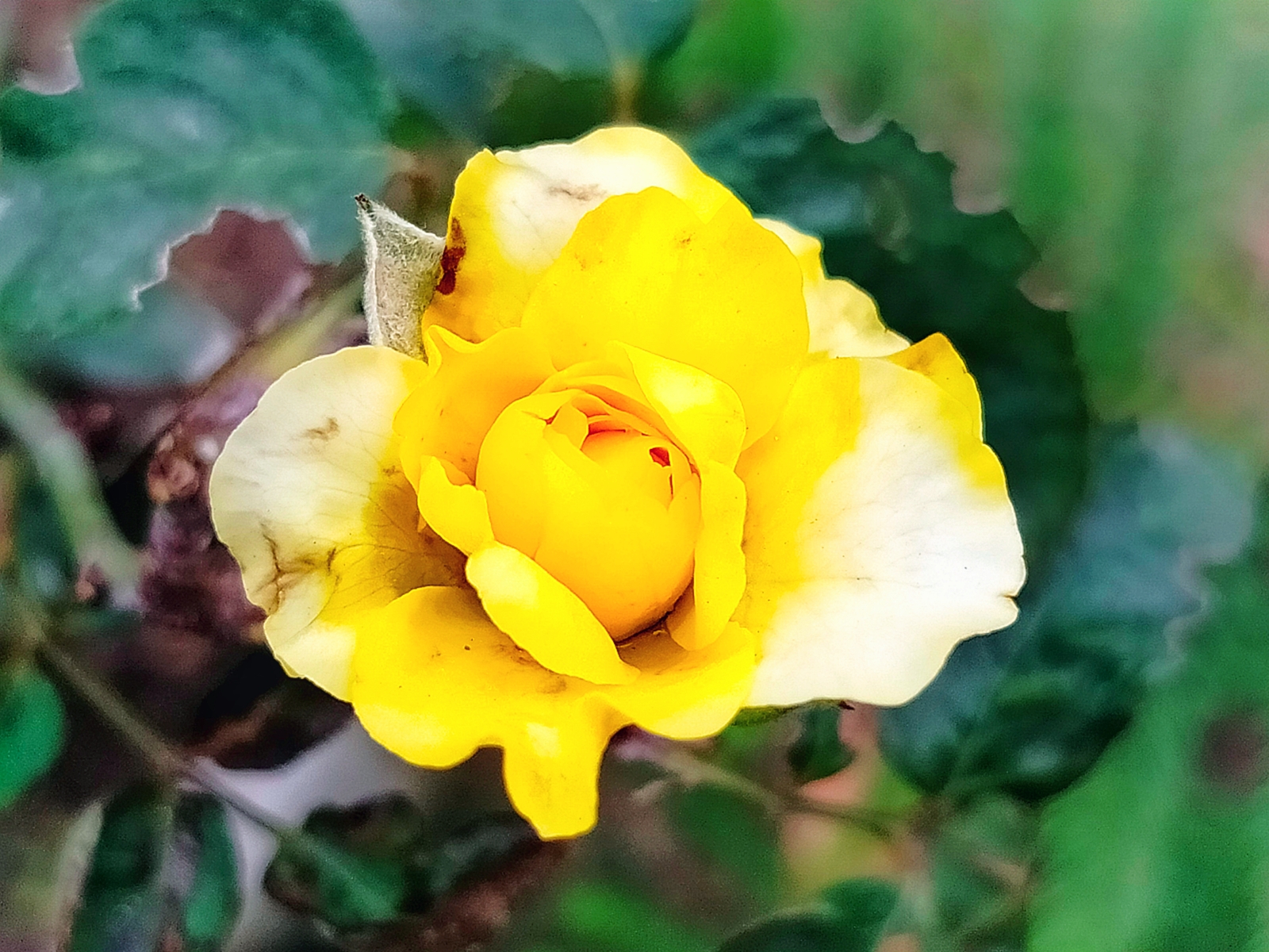 Beautiful rose flower photography.