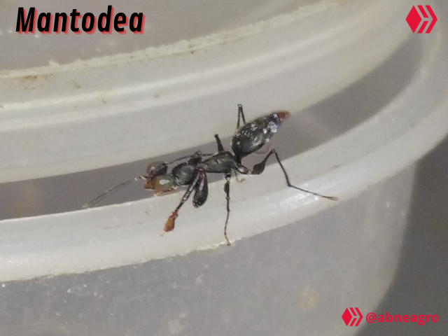 Video Salticidae (1).png