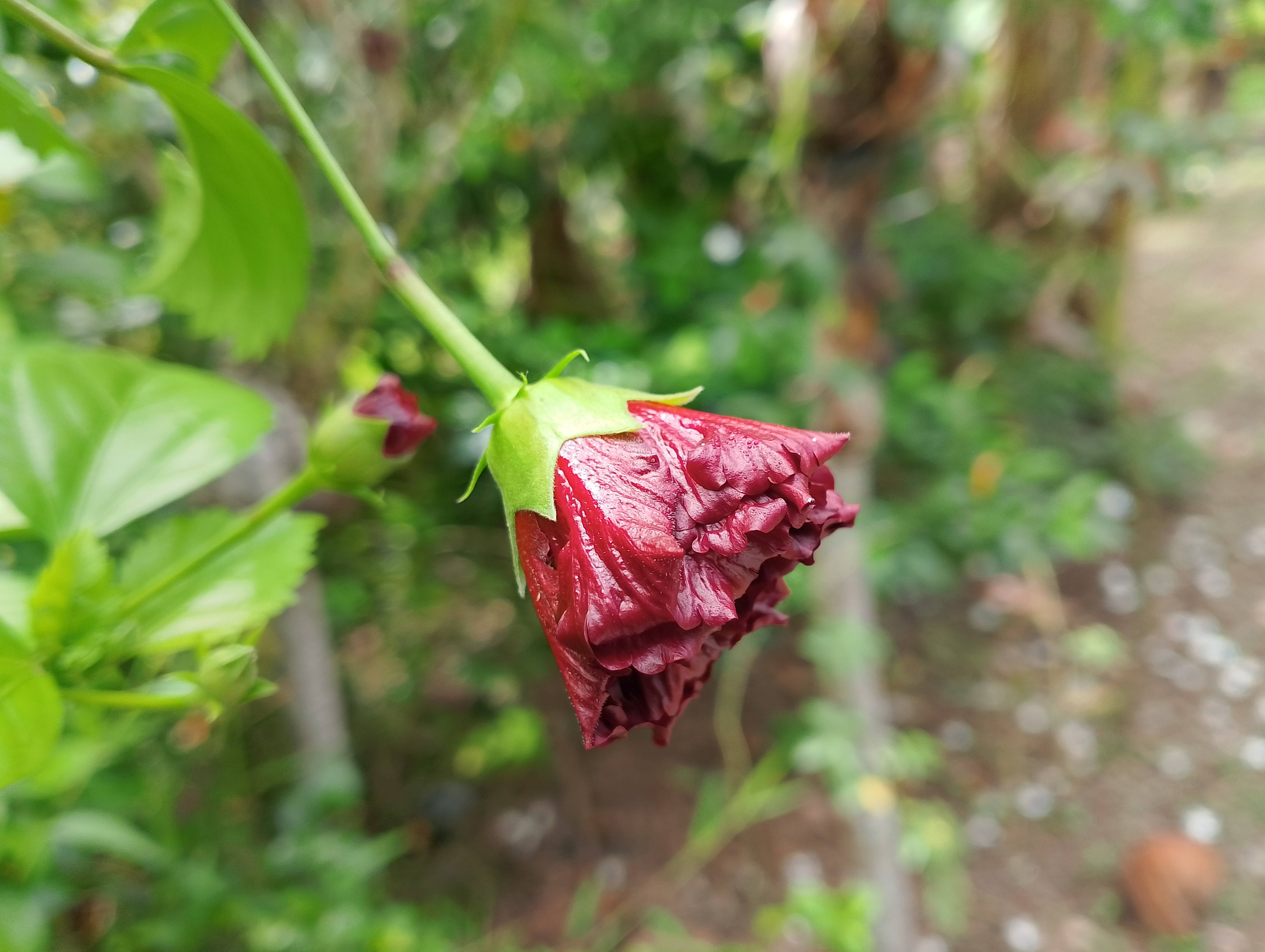IMG_20250527_102517.jpg