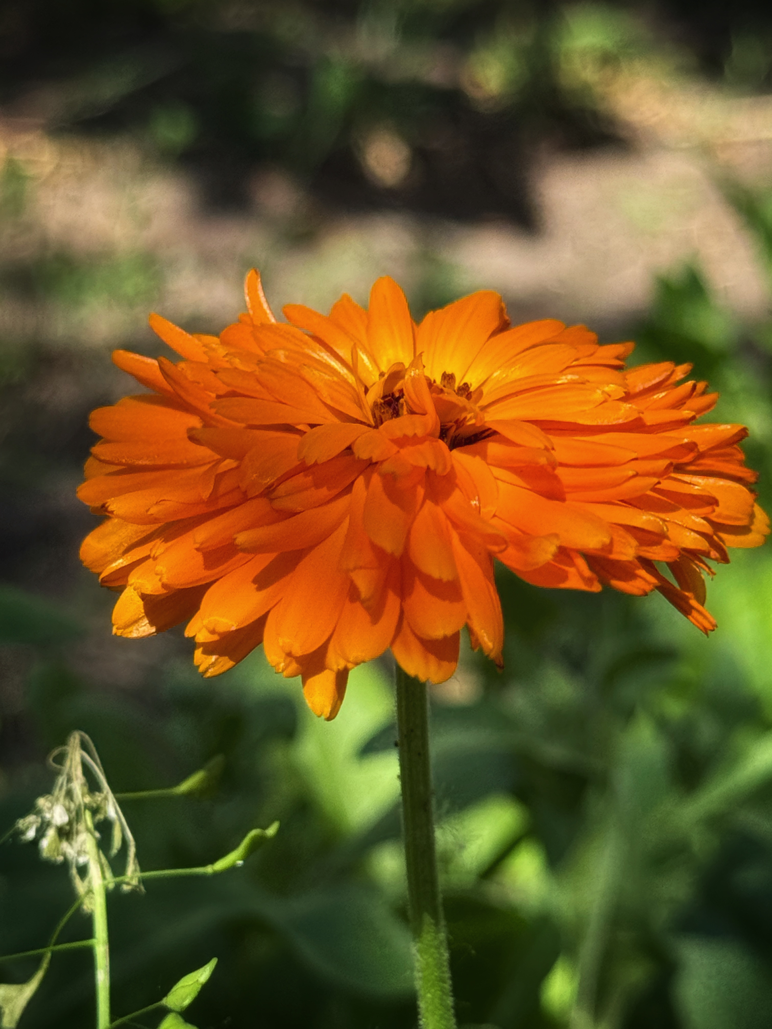 IMG_3546.jpeg