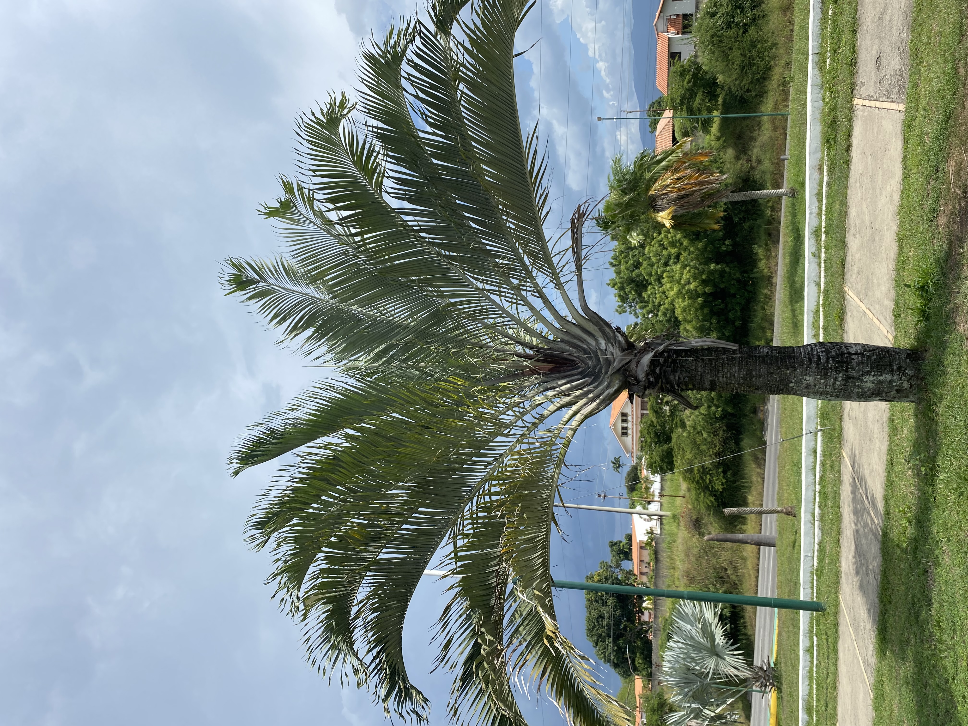 IMG_0247.jpeg