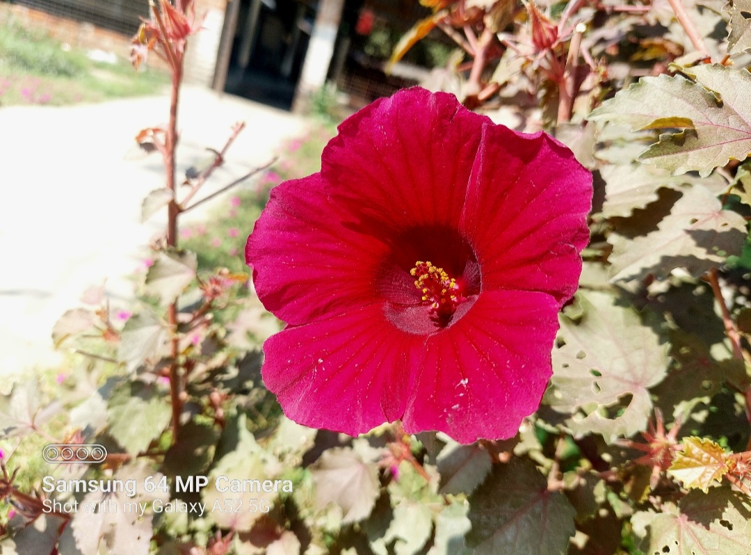 very-beautiful-photography-of-cranberry-hibiscus-flowers-blurt