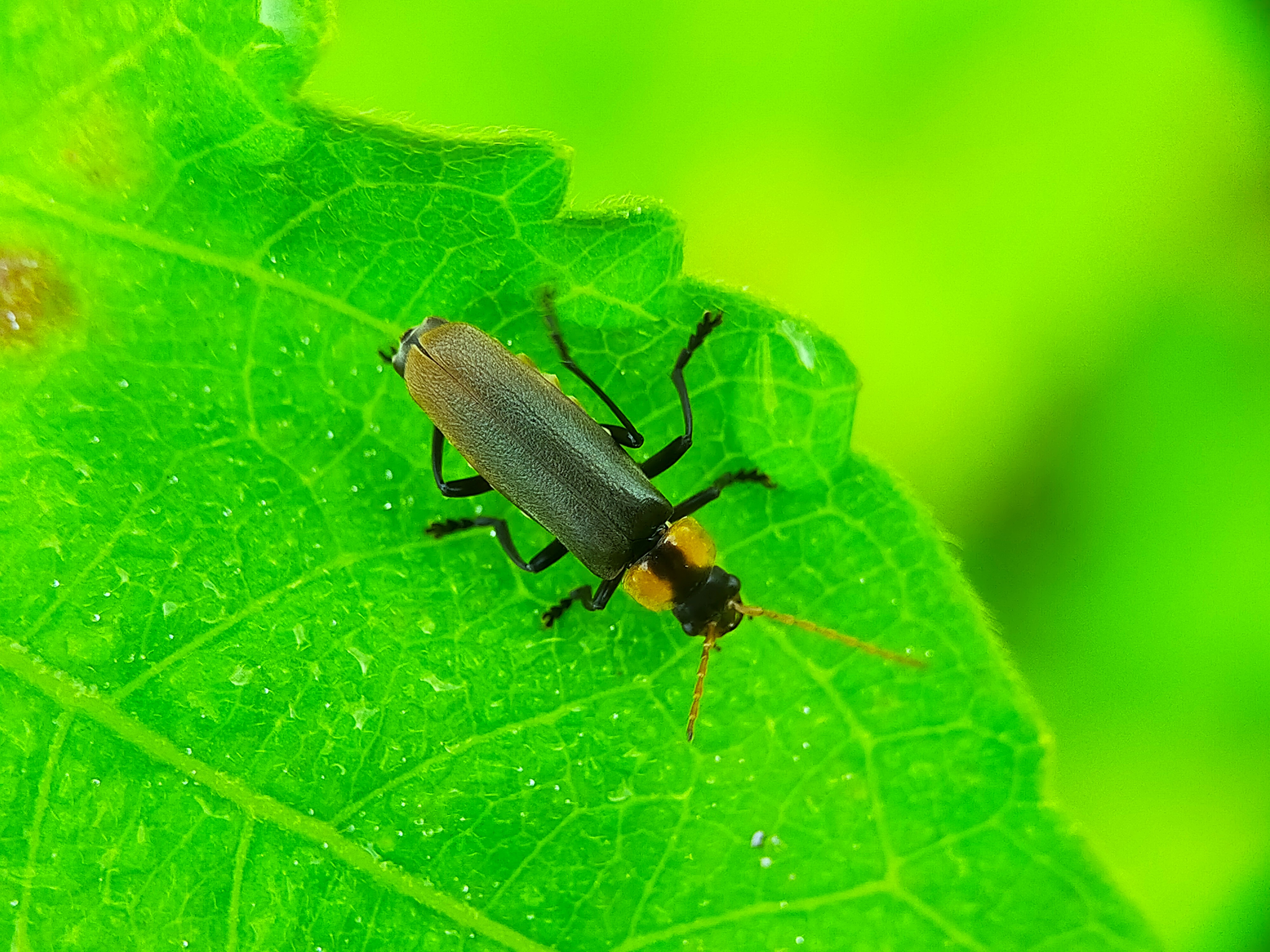 Chauliognathus lugubris (13).jpg