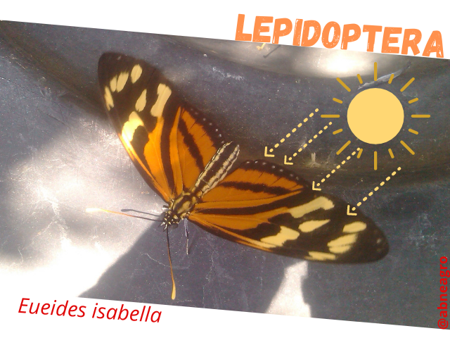 Lepidoptera sol.png