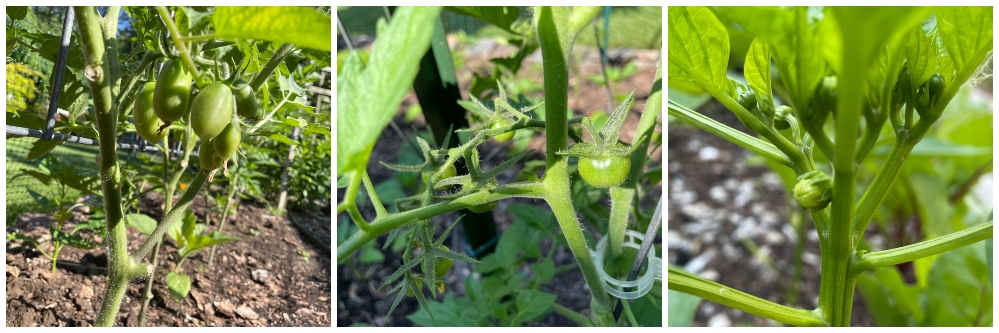 hive-garden-tomato-pepper.jpg