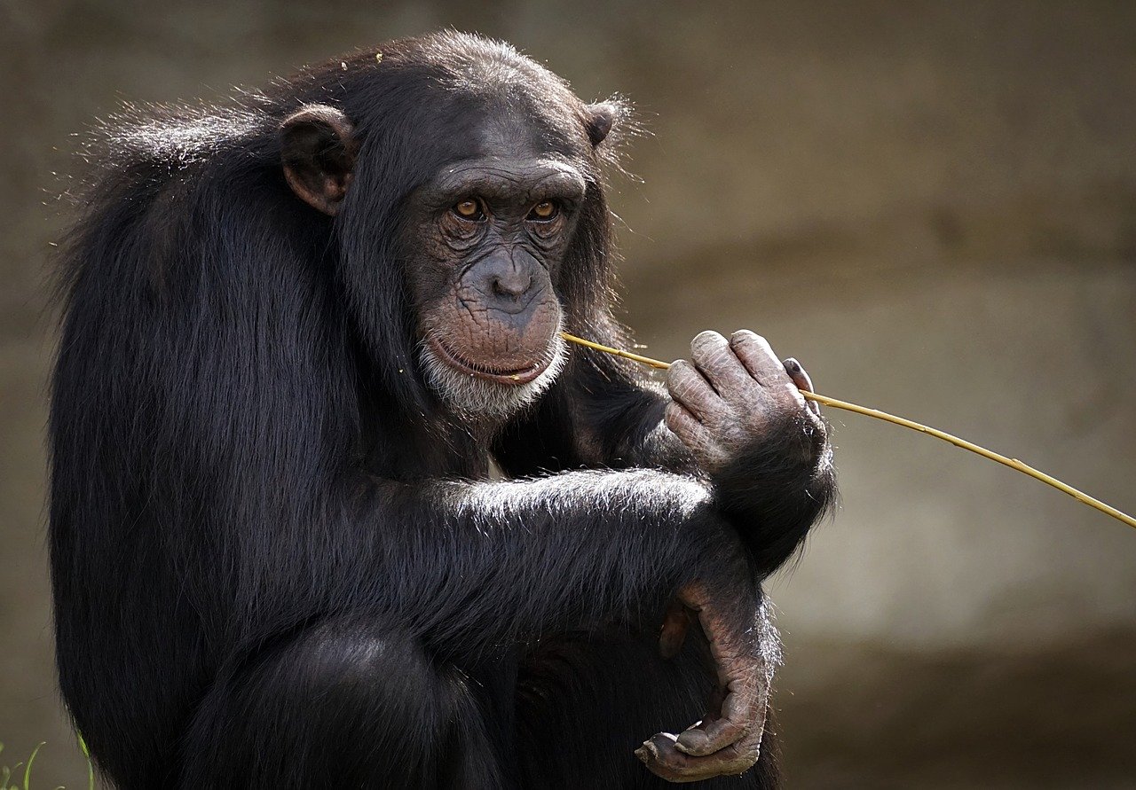 chimpanzee3703230_1280.jpg