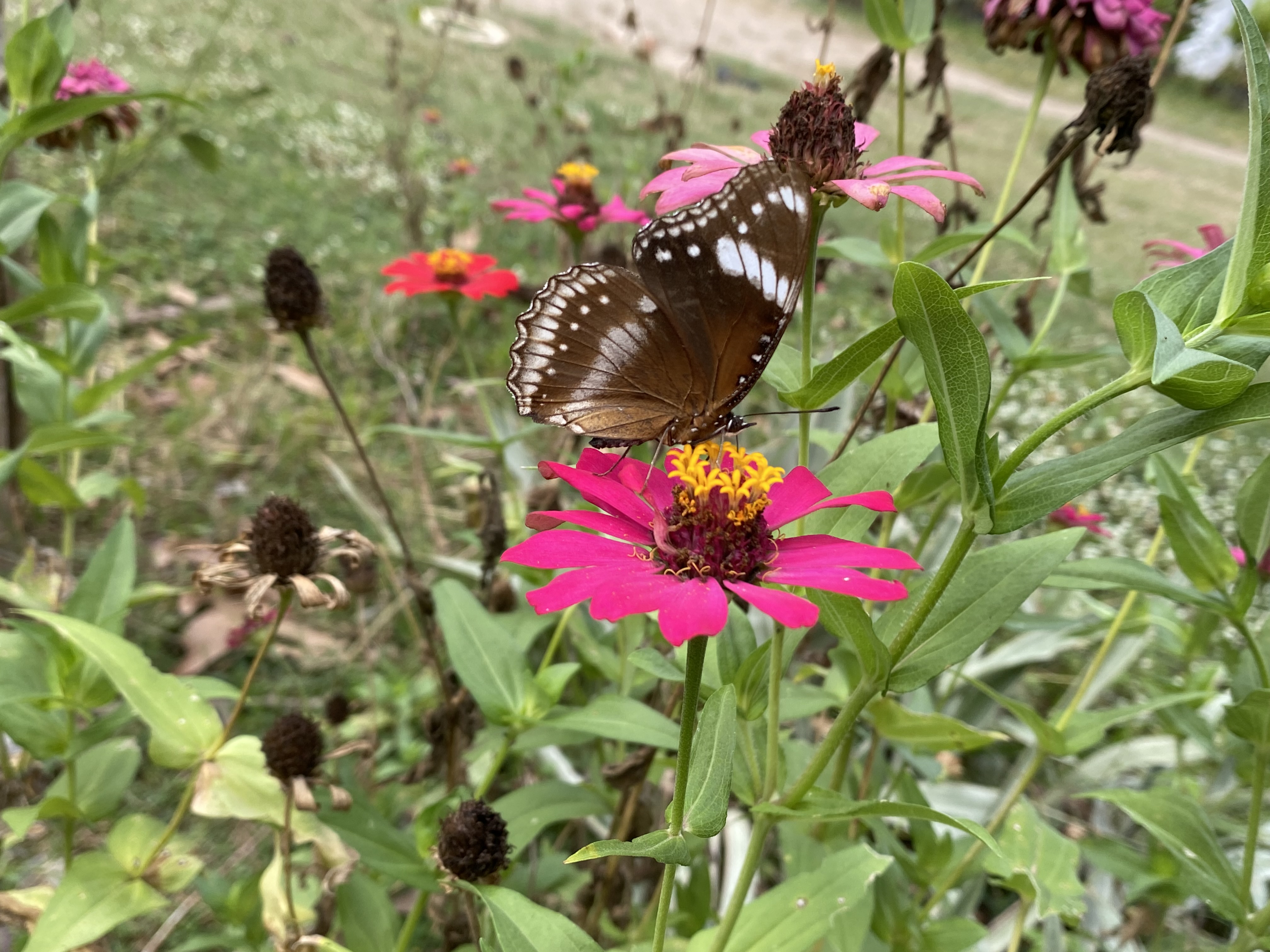 IMG_3842.jpeg