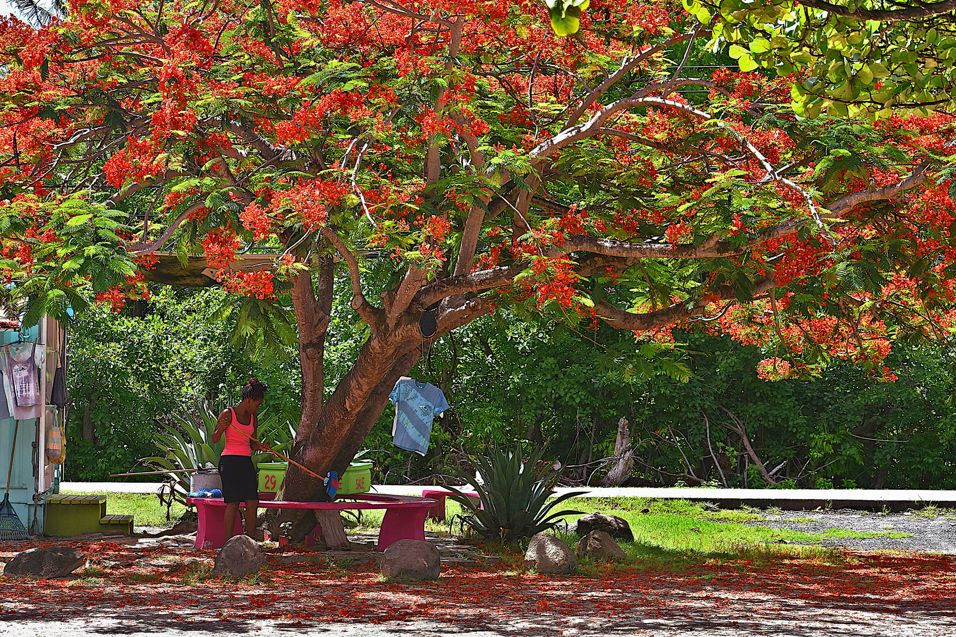 Carriacou-04.jpg