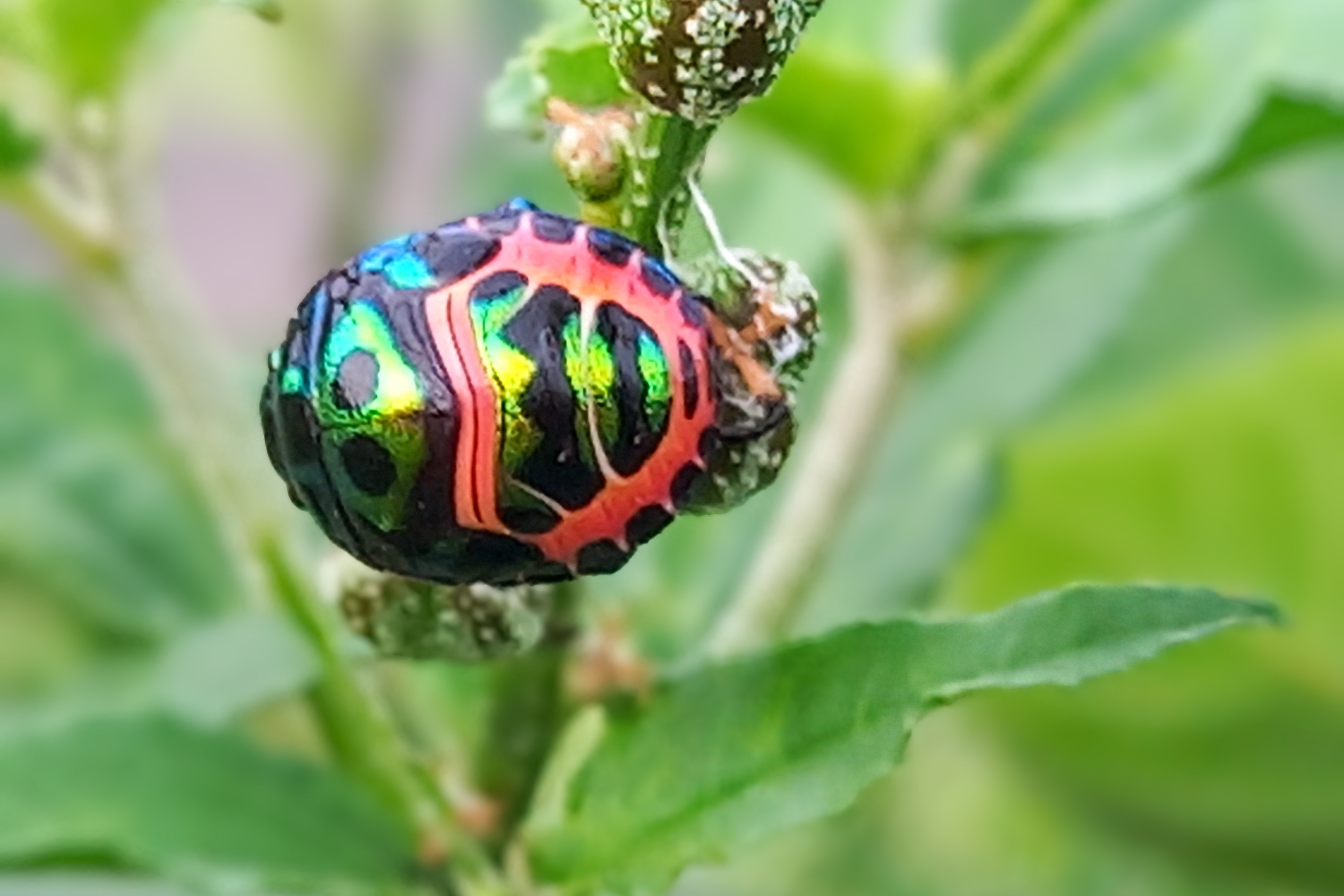 20250725_070839~2.jpg