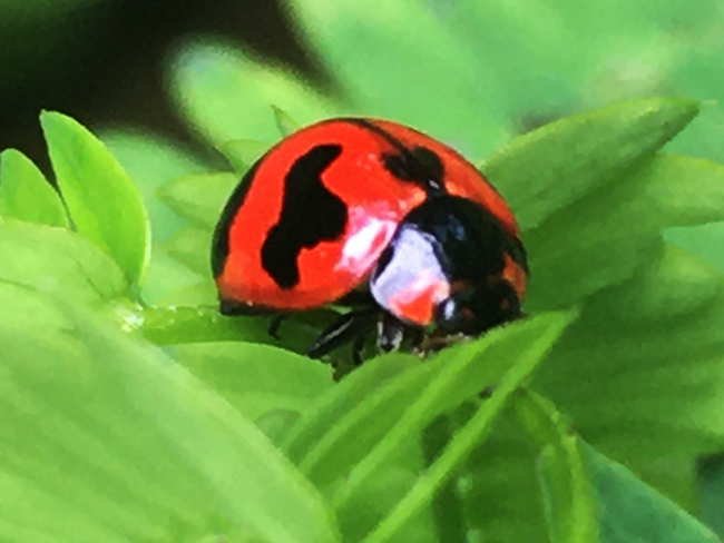 IMG_2052a.png