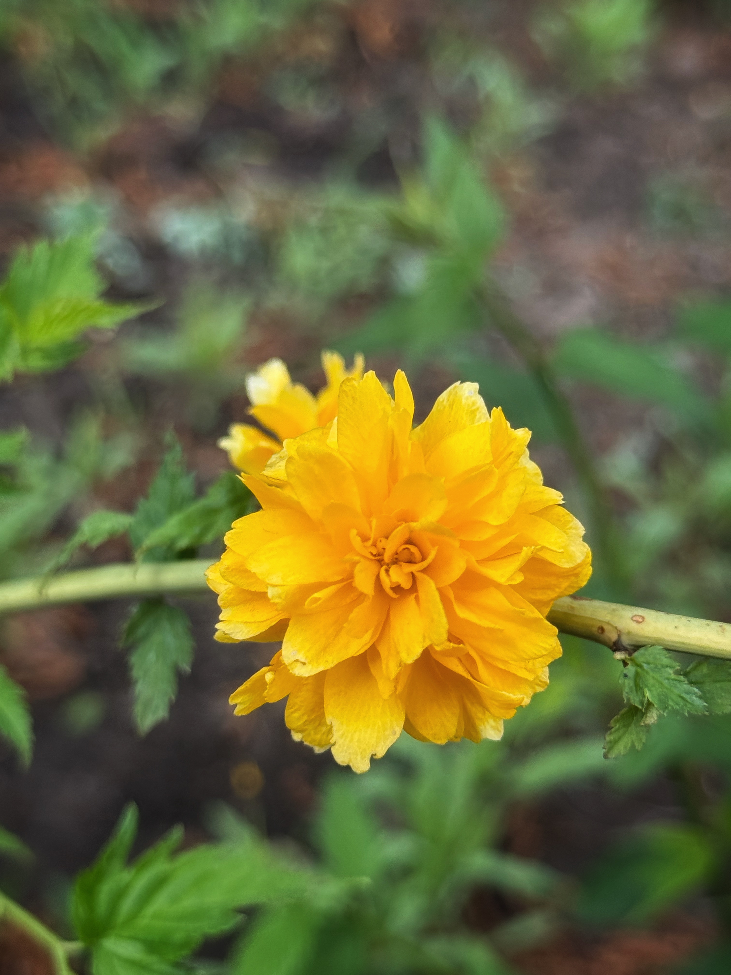 IMG_2610.jpeg