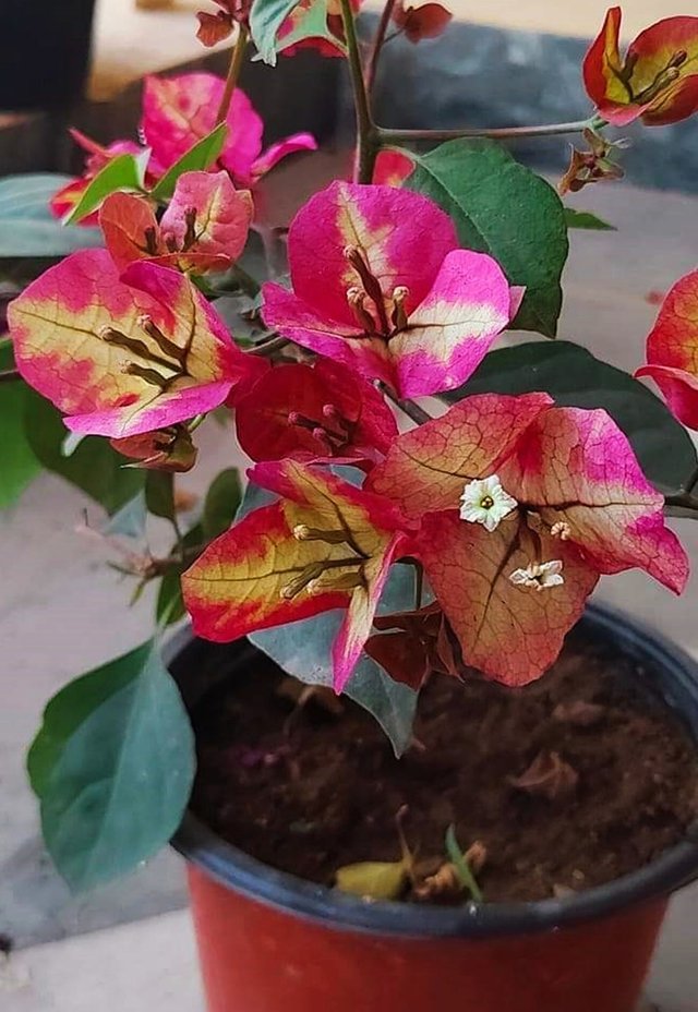 Bougainvillea glabra flower 2.jpg