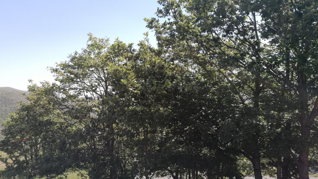 IMG_20250531_093943.jpg