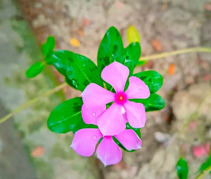 IMG_20250822_071347_295.jpg