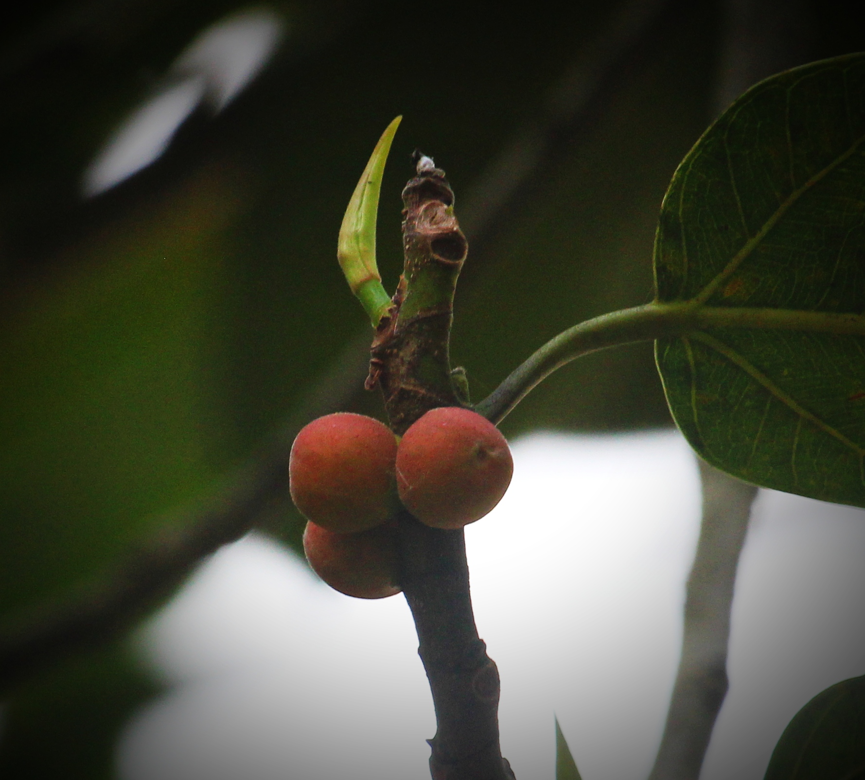 Wonderful Big Banian Tree Fruit — Hive