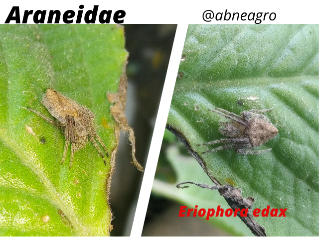 Araneidae(7).png