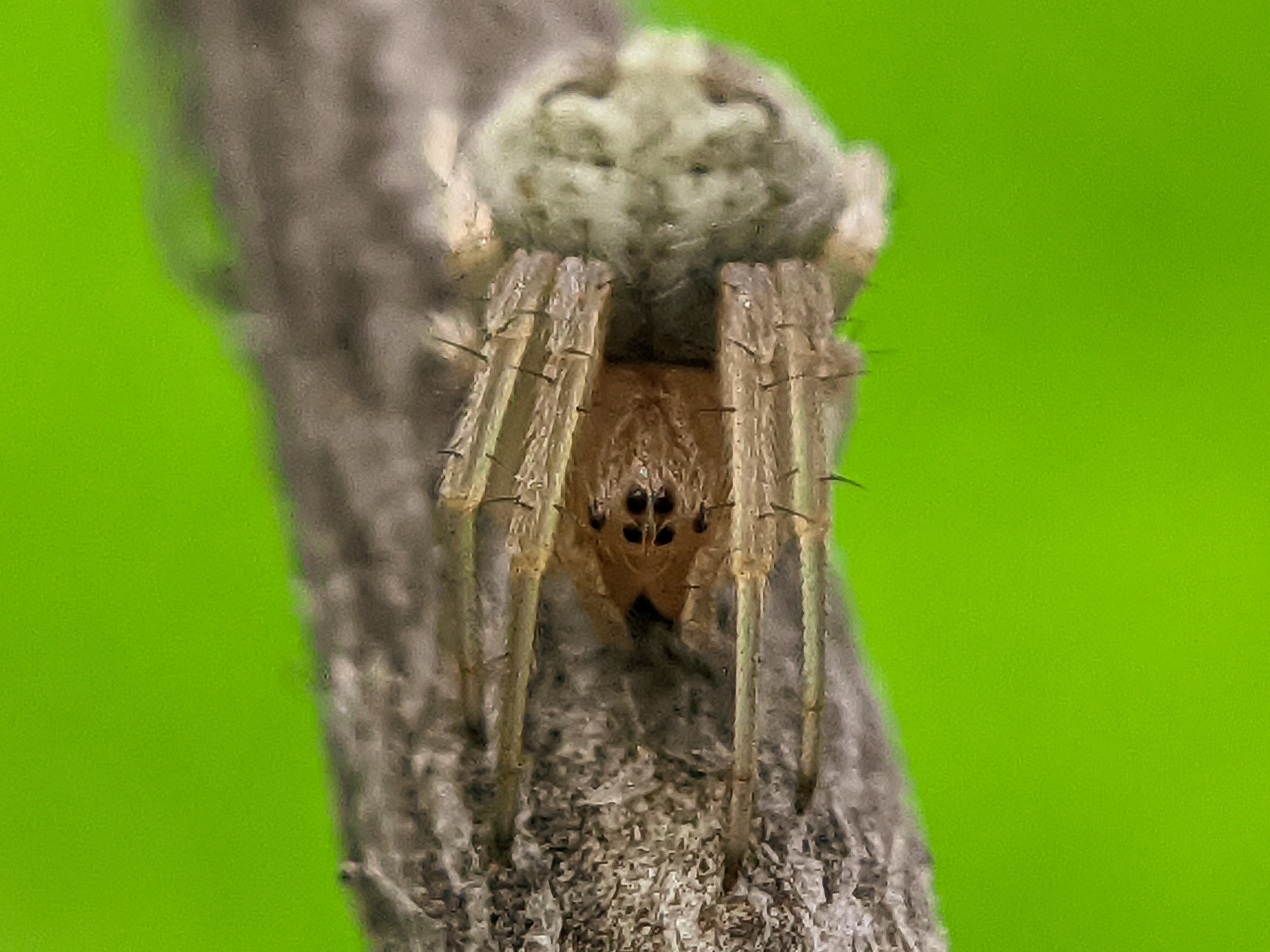 spider (8).jpg