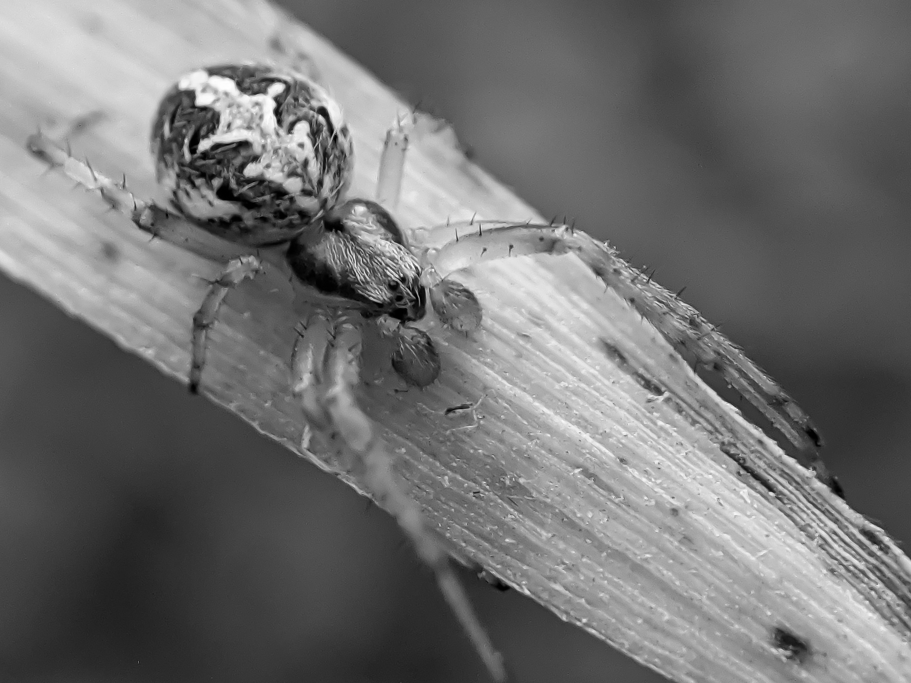 black&white spider (4).jpg