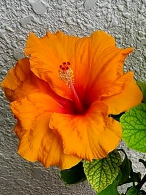 Orange hibiscus flower 3.jpg