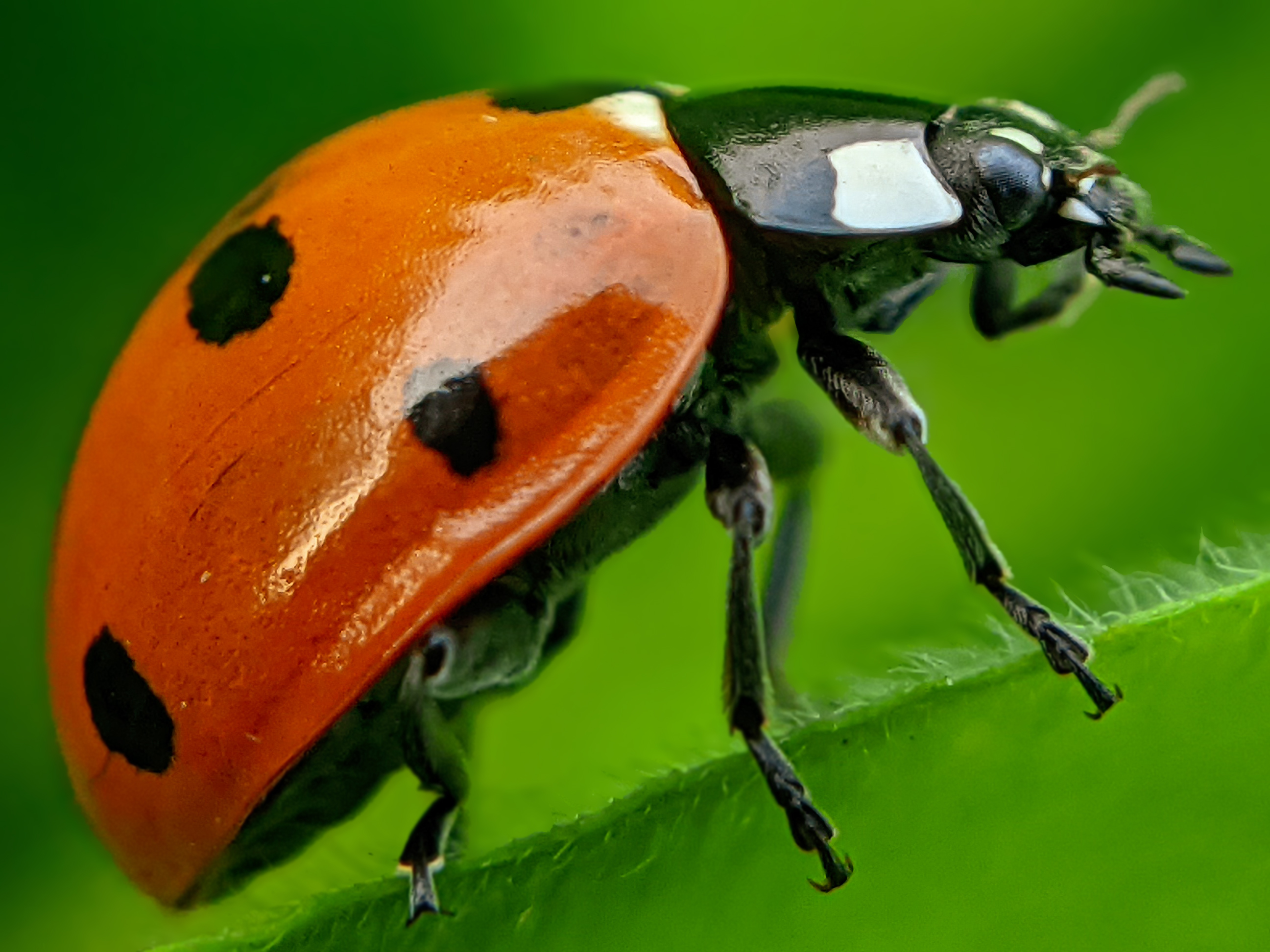 ladybird (10).jpg