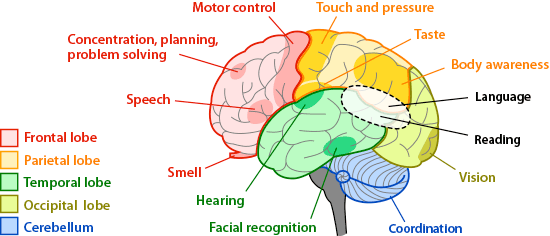 brain-regions-areas.gif