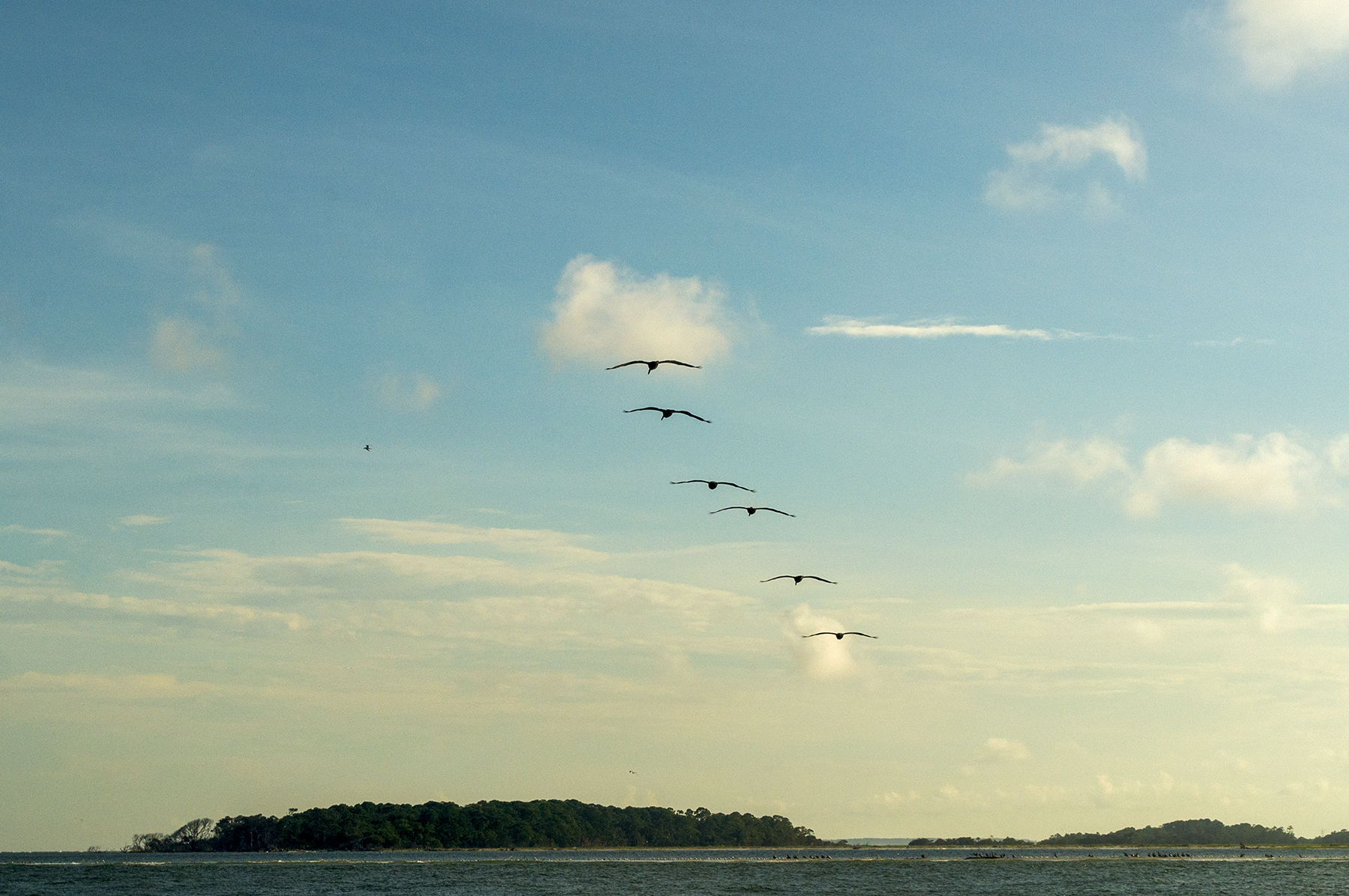 tybee birds 5.jpg