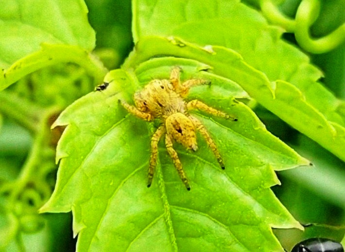 Polybetes rapidus.