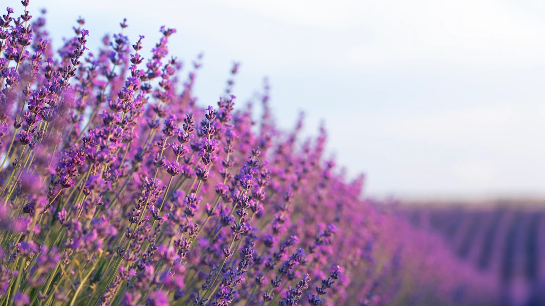beautiful-lavender-field-with-blurry-sky_23-2149555260.webp